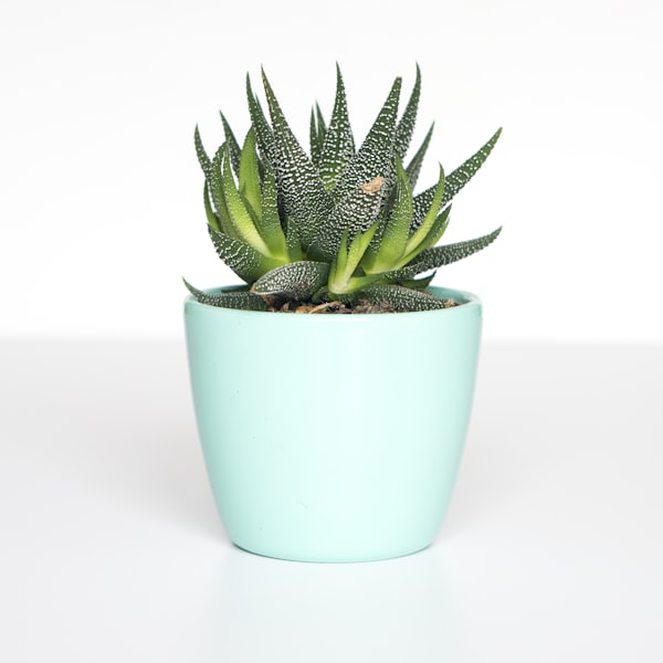 Plante en pot